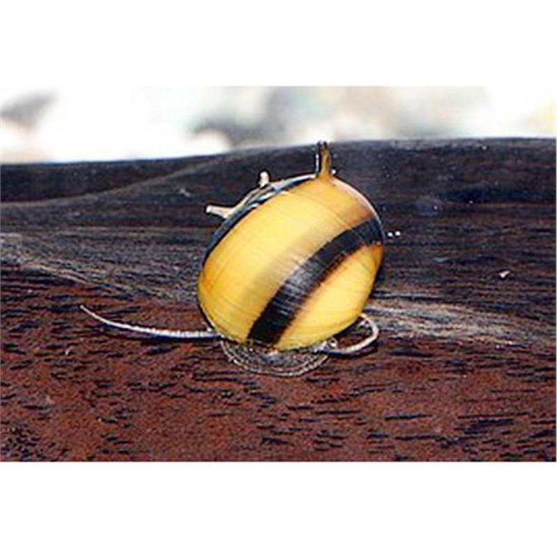 Melci Spiral Horn - imagine 3